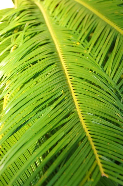 緑のヤシの葉の美しい元のエキゾチックな背景をクローズアップ — ストック写真