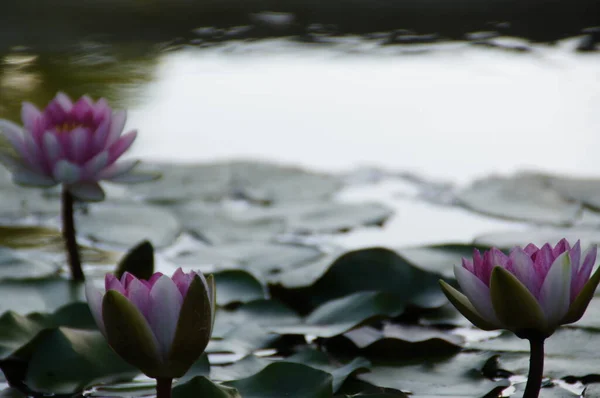 Mooie Exotische Waterlelies Groeien Een Vijver Tussen Groene Bladeren Een — Stockfoto