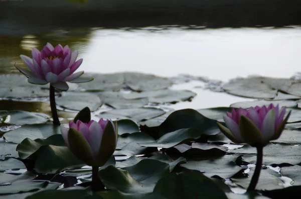 Mooie Exotische Waterlelies Groeien Een Vijver Tussen Groene Bladeren Een — Stockfoto