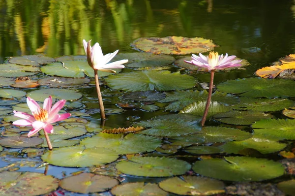 Belos Lírios Água Exóticos Que Crescem Lago Entre Folhas Verdes — Fotografia de Stock