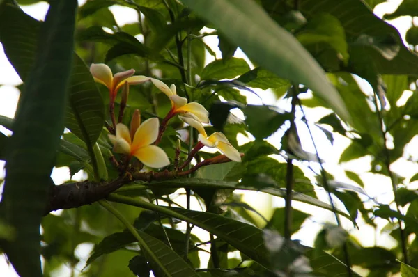 Hermosa Pequeña Flor Exótica Blanca Sobre Fondo Verde Con Hojas —  Fotos de Stock