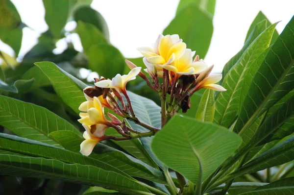 Hermosa Pequeña Flor Exótica Blanca Sobre Fondo Verde Con Hojas —  Fotos de Stock