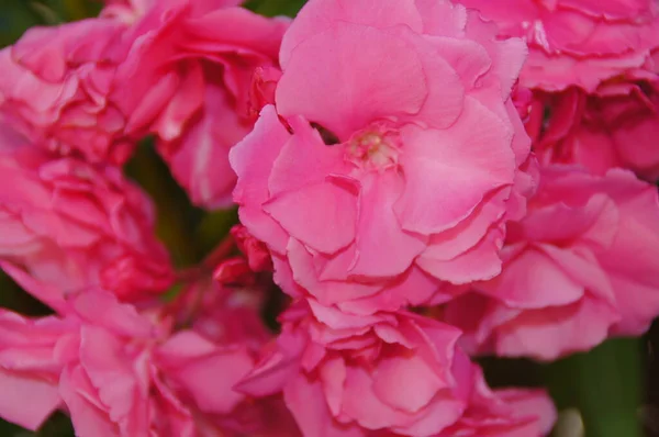 Una Hermosa Flor Rosa Exótica Que Crece Jardín Botánico Isla — Foto de Stock
