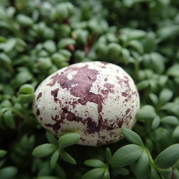 Beautiful Small Quail Egg Lying Green Cress Close Easter — Stock Photo, Image