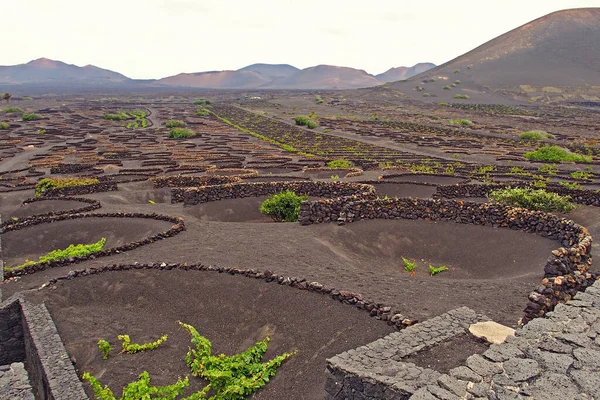 Gyönyörű Spanyol Táj Kanári Sziget Lanzarote Fekete Talaj Szőlőtermesztés — Stock Fotó