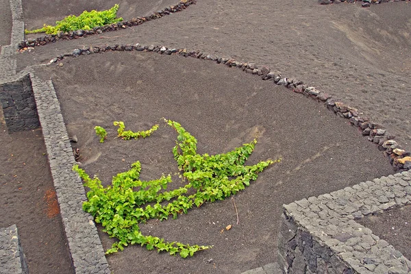 Prachtig Spaans Landschap Van Het Canarische Eiland Lanzarote Met Zwarte — Stockfoto