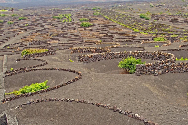 Hermoso Paisaje Español Isla Canaria Lanzarote Con Tierra Negra Cultivo —  Fotos de Stock