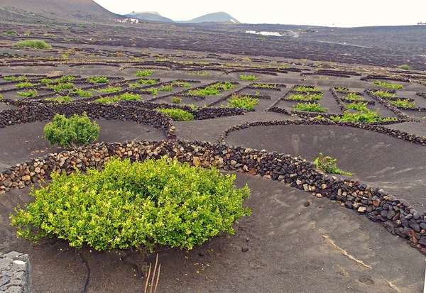 Hermoso Paisaje Español Isla Canaria Lanzarote Con Tierra Negra Cultivo — Foto de Stock