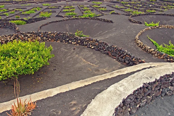 Hermoso Paisaje Español Isla Canaria Lanzarote Con Tierra Negra Cultivo — Foto de Stock