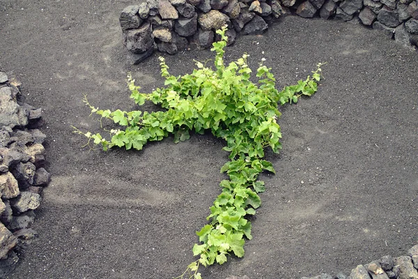 Bellissimo Paesaggio Spagnolo Dell Isola Canaria Lanzarote Con Terreno Nero — Foto Stock