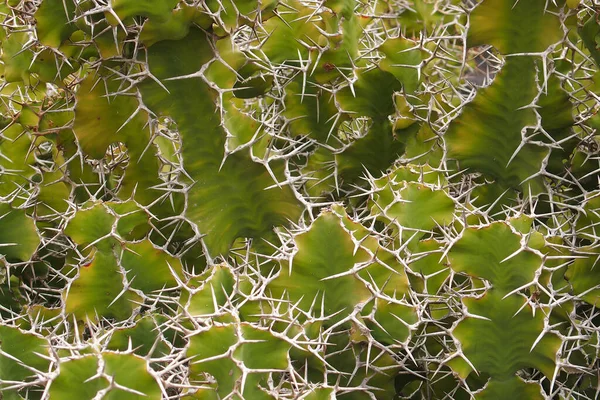 Krásný Přírodní Původní Pozadí Zeleného Kaktusu Ostrými Dlouhými Bílými Ostny — Stock fotografie