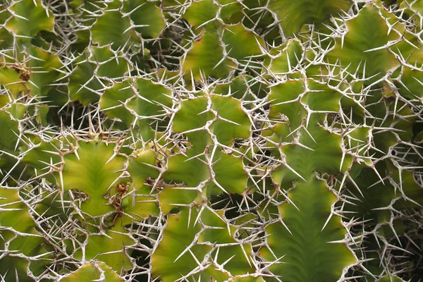 Piękne Naturalne Oryginalne Tło Zielonego Kaktusa Ostrymi Długimi Białymi Kręgosłupami — Zdjęcie stockowe
