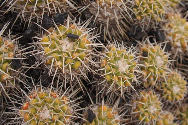 Krásný Přírodní Orginane Zelené Pozadí Kaktusu Ostny Close — Stock fotografie