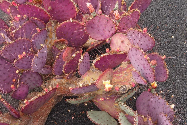 Gyönyörű Színes Rózsaszín Kaktusz Botanikus Kertben Közelről Szabadban — Stock Fotó