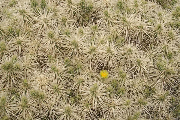 Hermoso Orginano Natural Fondo Verde Hecho Cactus Con Espinas Primer —  Fotos de Stock