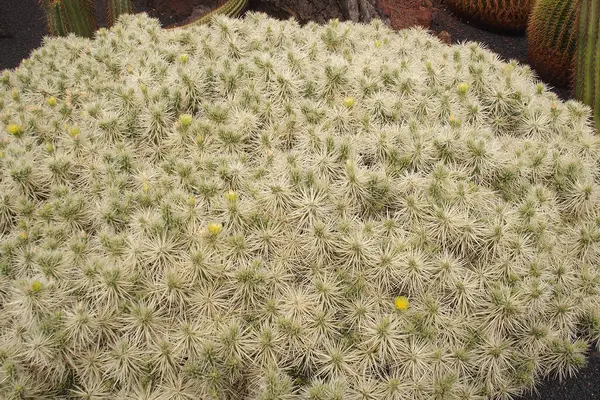 Gyönyörű Természetes Orginán Zöld Háttér Készült Kaktusz Tüskékkel Közelről — Stock Fotó