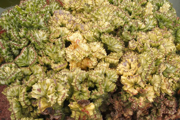 Beau Cactus Épineux Pointu Créant Fond Naturel Vert Intéressant — Photo