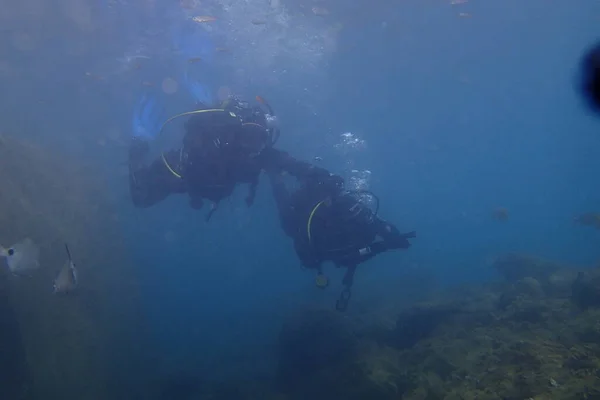 Красивые Подводные Фотографии Погружений Атлантическом Океане Рядом Канарскими Островами — стоковое фото