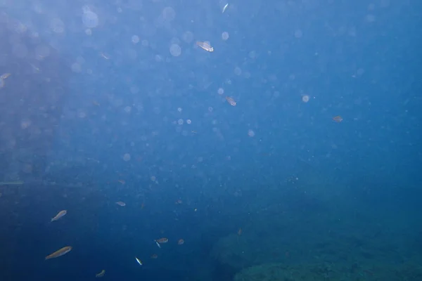 Belas Fotos Subaquáticas Mergulho Oceano Atlântico Lado Das Ilhas Canárias — Fotografia de Stock