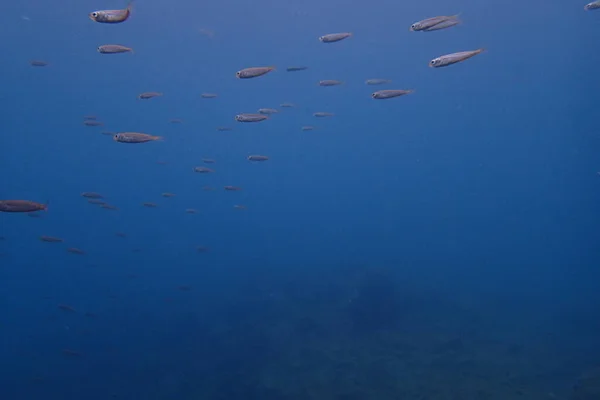 Belas Fotos Subaquáticas Mergulho Oceano Atlântico Lado Das Ilhas Canárias — Fotografia de Stock