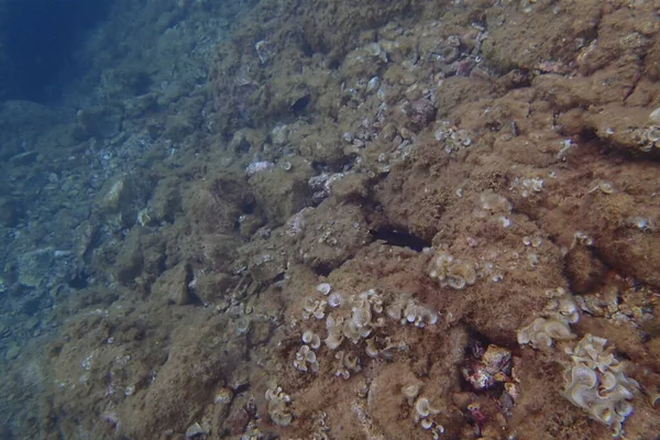 Hermosas Fotos Submarinas Buceo Océano Atlántico Junto Las Islas Canarias — Foto de Stock