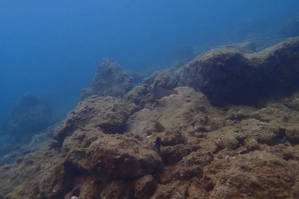 Hermosas Fotos Submarinas Buceo Océano Atlántico Junto Las Islas Canarias — Foto de Stock