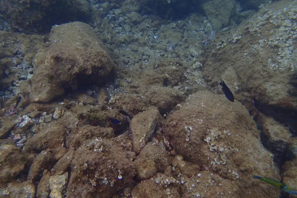 Hermosas Fotos Submarinas Buceo Océano Atlántico Junto Las Islas Canarias — Foto de Stock