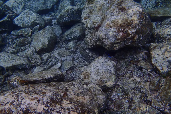 Bellissime Foto Subacquee Immersioni Nell Oceano Atlantico Vicino Alle Isole — Foto Stock