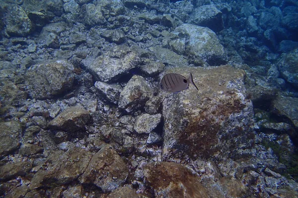 カナリア諸島の隣にある大西洋でのダイビングの美しい水中写真 — ストック写真