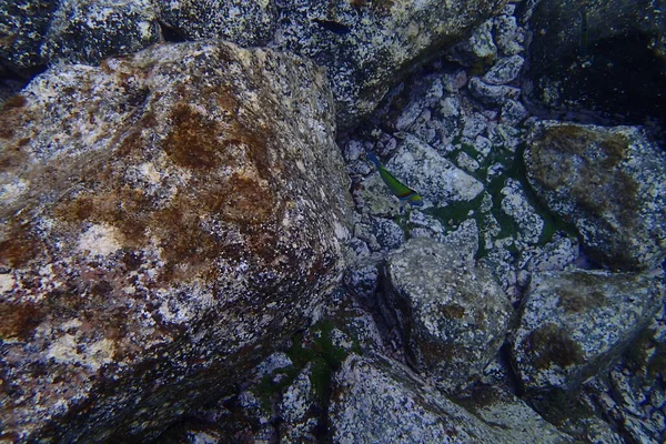 Bellissime Foto Subacquee Immersioni Nell Oceano Atlantico Vicino Alle Isole — Foto Stock