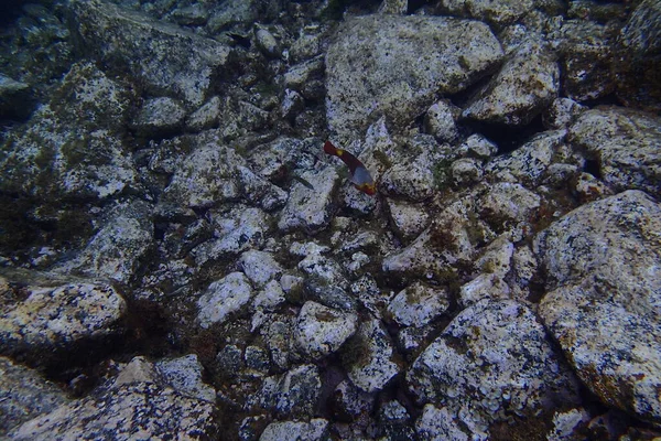 カナリア諸島の隣にある大西洋でのダイビングの美しい水中写真 — ストック写真