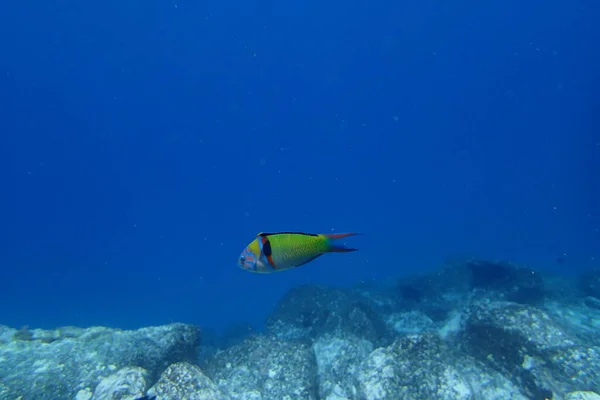 Beautiful Underwater Photos Diving Atlantic Ocean Next Canary Islands — Stock Photo, Image