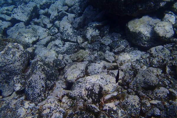 Hermosas Fotos Submarinas Buceo Océano Atlántico Junto Las Islas Canarias — Foto de Stock