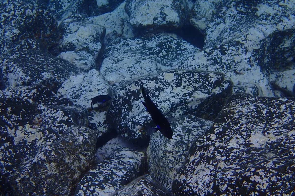 Belas Fotos Subaquáticas Mergulho Oceano Atlântico Lado Das Ilhas Canárias — Fotografia de Stock