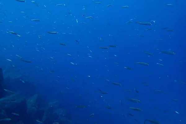 Hermosas Fotos Submarinas Buceo Océano Atlántico Junto Las Islas Canarias —  Fotos de Stock
