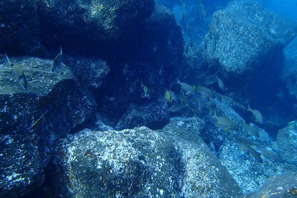 Beautiful Underwater Photos Diving Atlantic Ocean Next Canary Islands — Stock Photo, Image