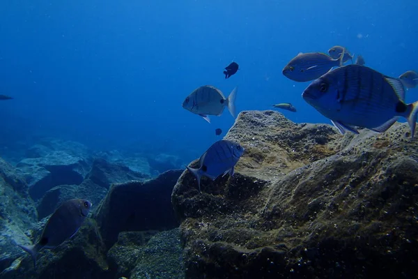 Чудові Підводні Фотографії Пірнання Атлантичному Океані Біля Канарських Островів — стокове фото