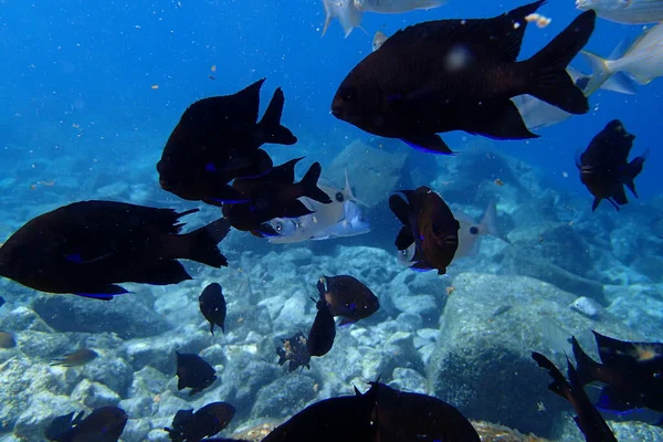 Beautiful Underwater Photos Diving Atlantic Ocean Next Canary Islands — Stock Photo, Image