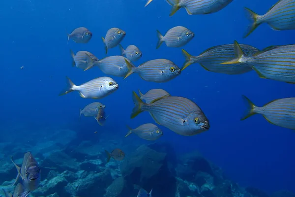 Vackra Undervattensbilder Dykning Atlanten Bredvid Kanarieöarna — Stockfoto