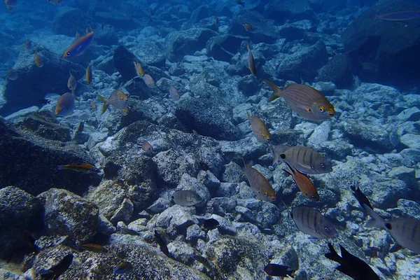 Piękne Podwodne Zdjęcia Nurkowania Oceanie Atlantyckim Obok Wysp Kanaryjskich — Zdjęcie stockowe