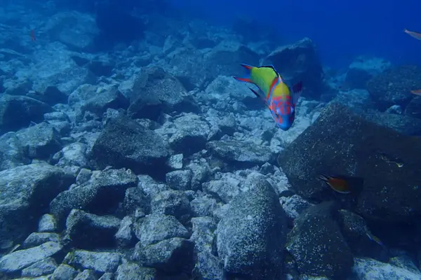 Hermosas Fotos Submarinas Buceo Océano Atlántico Junto Las Islas Canarias — Foto de Stock