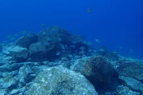 Bellissime Foto Subacquee Immersioni Nell Oceano Atlantico Vicino Alle Isole — Foto Stock