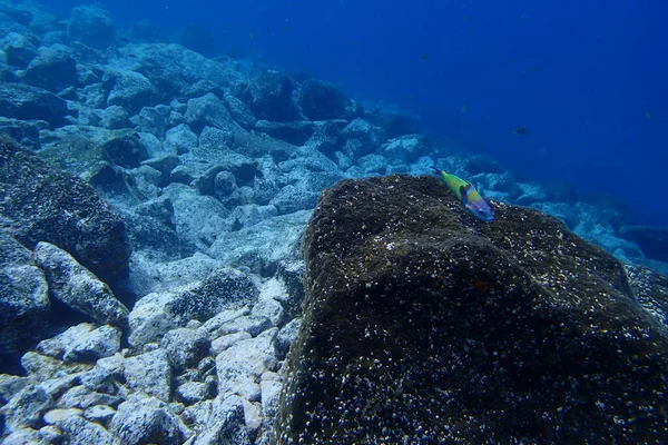 Красивые Подводные Фотографии Погружений Атлантическом Океане Рядом Канарскими Островами — стоковое фото
