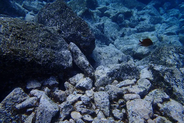 カナリア諸島の隣にある大西洋でのダイビングの美しい水中写真 — ストック写真