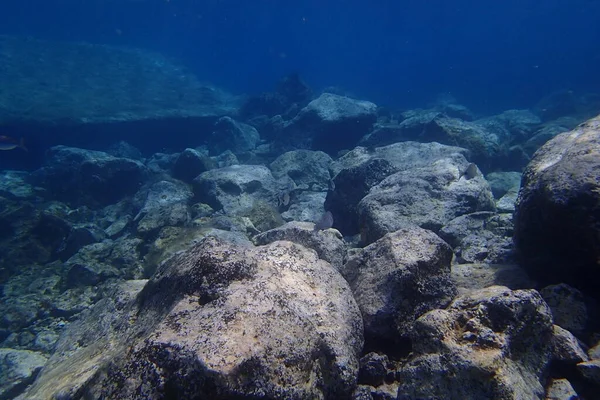 Bellissime Foto Subacquee Immersioni Nell Oceano Atlantico Vicino Alle Isole — Foto Stock