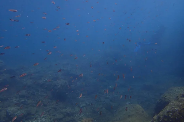 Hermosas Fotos Submarinas Buceo Océano Atlántico Junto Las Islas Canarias — Foto de Stock