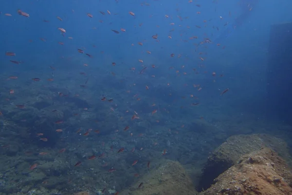 Bellissime Foto Subacquee Immersioni Nell Oceano Atlantico Vicino Alle Isole — Foto Stock