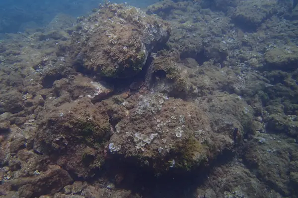 Hermosas Fotos Submarinas Buceo Océano Atlántico Junto Las Islas Canarias — Foto de Stock