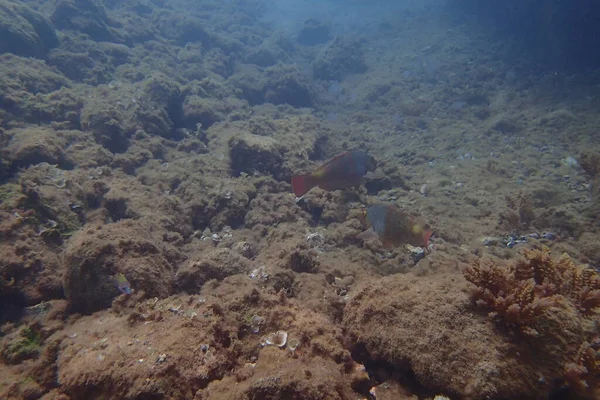 Hermosas Fotos Submarinas Buceo Océano Atlántico Junto Las Islas Canarias — Foto de Stock