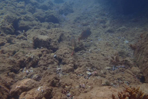 Hermosas Fotos Submarinas Buceo Océano Atlántico Junto Las Islas Canarias — Foto de Stock